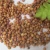 Import Gao Liang 100% natural color bulk red Grain Sorghum For Sale from China