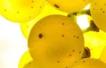 GOLDEN GRAPE SHISHA & E CIGARETTE FLAVOUR