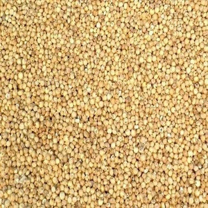 Good Quality and Natural White and Red Sorghum