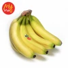 Good Quality Fresh Banana Natural color For Market Sale