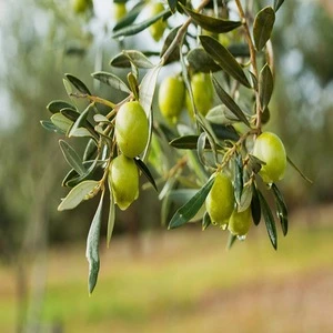Good Quality Fresh Olives Available for sale..
