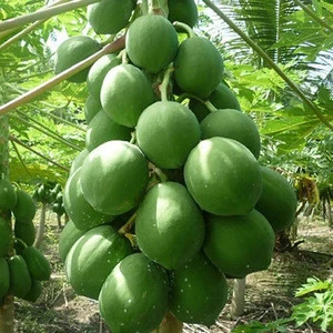 Great supply quality papaya seeds hybrid f1 for sell at giveaway.