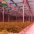 Import green house plastic greenhouse beicos greenhouse film single span greenhouses from China