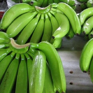 Green Premium Fresh Cavendish Bananas Supplier