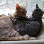 Hanging pet window sill single layer cat sleeping bag cat suction cup cat hammock bed