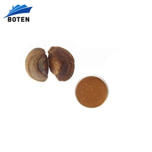 High Quality 100 pure natural willow bracket mushroom extract