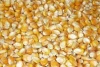 High-quality Australian yellow maize corn