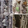 High Quality Black Fungus Wood Ear Mushrooms