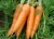 Import High Quality Fresh Carrots for Sale from Egypt from Egypt