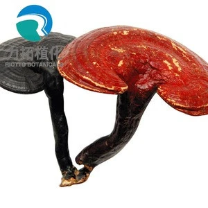 High quality (Pure Natural) Mushroom Extract 30% beta glucan