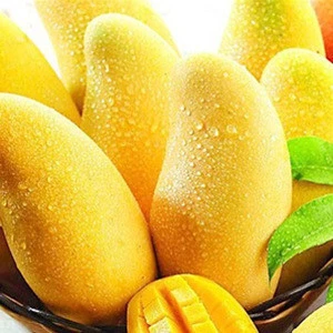 High quality supply natural Mango fruit Mangifera indica 25%-98% Mangiferin Mango extract