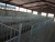Import hot dip galvanized mating animal cages pig cages from China
