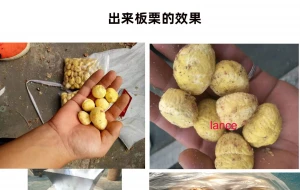 hot sale chestnut peeling machine with video