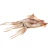 Import Hot Selling High-quality Frozen Raw Wings giant squid fishing from Spain