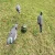 Import Hunting Triple Decoy Pigeon Magnet Rotary Machine from China