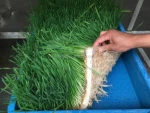 Hydroponic Fodder Machine/Seed Sprouts Machine