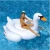 Import Inflation Pool Float Giant white black gold swan from China