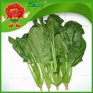 IQF baby spinach best fresh vegetables