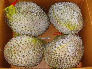 IQF FROZEN ORGANIC  DURIAN FOR SALE - HIGH QUALITY - VIETNAM