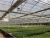 Import KUNZHENG industrial Agricultural Greenhouses glasshouse from China