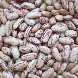 Light speckled kidney bean LSKB Pinto bean butter bean size 200-220pcs new crop