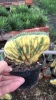 live large indoor succulent nursery cactus plant 12-15cm TRICHOCEREUS pachanoi online outdoor home decoration