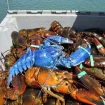 Live Lobster, Spiny Lobster