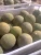Import Melon from Egypt
