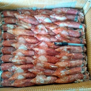 New arrival frozen black squid for bait Hainan Loligo