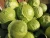 Import New Crop 2017 Fresh Cabbages With Cheap Price from South Africa