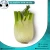 Import New Crop Fresh Fennel from Egypt