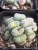 Import Nursery Natural  Succulent plant Live Lithops Conophytum luiseae Indoor Plants Wholesale from China