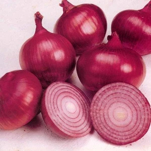 Onion (Fresh)