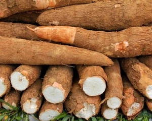 Organic High Quality Fresh Cassava for Sale