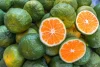 Organic New Crop High Quality 100% Maturity Shelf Life 1 Month Fresh Viet Nam Green Orange Big Size