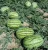 Import Overlord chinese watermelon hybrid seed from China