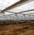 Import Plastic Film Greenhouse with Hydroponic Growing System from China