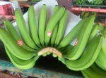 Premium Green Fresh Cavendish Bananas Available