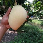 Premium Quality Fresh Mango Fruit from Thailand