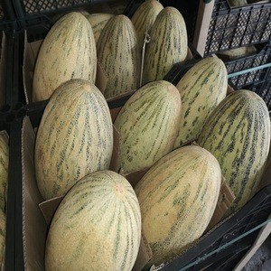 Prevent the formation of black spots fresh melon for sale