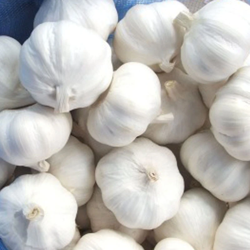pure white garlic factory export fresh fruits vegetables/garlic price supplier