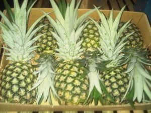 Quality Fresh Pineapple for sale 30% off