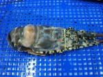 Raw whole Lobster Freshhh and frozen of Alo Seafood Co.,