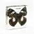 Import Real Delias Pasithoe Butterfly Specimen in Resin Acrylic Crafts Paperweight Wedding Home Decoration from China