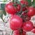 Import Red Star2 Red Cherry Tomato Seed Hybrid Tomato Seeds from China Heat Resistance from China