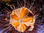 SEA  URCHIN ROE