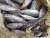 Import Seafrozen Tuna Bonito Frozen Fish  Fresh New Catching Sea Food from China
