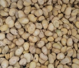 Sell high quality bulk canned dry broad beans