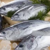 Skipjack Tuna - High Quality Frozen Seafood Products