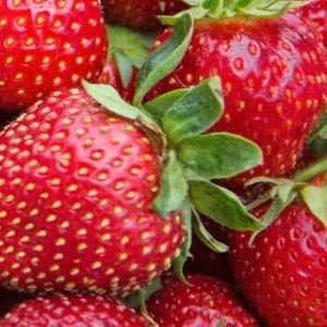 Strawberry / Fresh Strawberry Fruits IQF STRAW BERRY